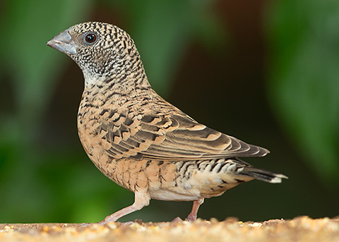 Cut-throat Finch female